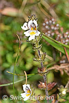 F174868: Gebräuchlicher Augentrost (Euphrasia rostkoviana)