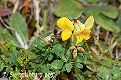 Gewöhnlicher Hornklee (Lotus corniculatus) (F174881) Gewöhnlicher Hornklee (Lotus corniculatus) (F174881)