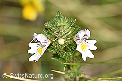 F174884: Gebräuchlicher Augentrost (Euphrasia rostkoviana)