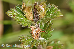 F174888: Gebräuchlicher Augentrost (Euphrasia rostkoviana)