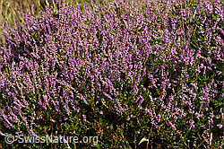 F174936: Besenheide (Calluna vulgaris)