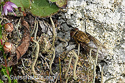 Foto: Graugelbe Polsterfliege (Pollenia rudis)