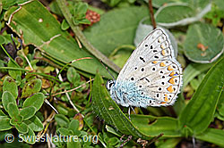 Idas-Bläuling (Plebejus idas) (F174987) Idas-Bläuling (Plebejus idas) (F174987)