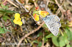 Idas-Bläuling (Plebejus idas) auf Gewöhnlichem Hornklee (Lotus corniculatus) (F174996) Idas-Bläuling (Plebejus idas) auf Gewöhnlichem Hornklee (Lotus corniculatus) (F174996)