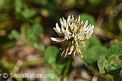 Foto: Kriechender Klee (Trifolium repens)