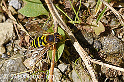 F175458: Grosse Schwebfliege (Syrphus ribesii)