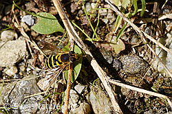 F175459: Grosse Schwebfliege (Syrphus ribesii)