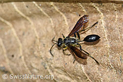 Foto: Stahlblauer Grillenjäger (Isodontia mexicana)