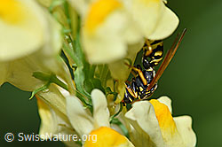 Foto: Französische Feldwespe (Polistes dominula) an Gemeines Leinkraut (Linaria vulgaris)