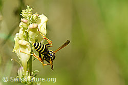 Foto: Französische Feldwespe (Polistes dominula) an Gemeines Leinkraut (Linaria vulgaris)