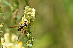 Foto: Französische Feldwespe (Polistes dominula) an Gemeines Leinkraut (Linaria vulgaris)