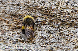 Foto: Dunkle Erdhummel (Bombus terrestris)