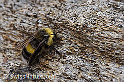 Foto: Dunkle Erdhummel (Bombus terrestris)