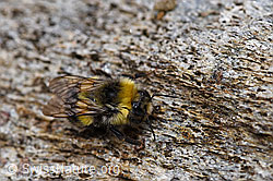 Foto: Dunkle Erdhummel (Bombus terrestris)