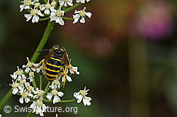 Waldwespe (Dolichovespula sylvestris) (F177916) Waldwespe (Dolichovespula sylvestris) (F177916)