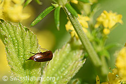 Foto: Mordellistena neuwaldeggiana auf Echtem Labkraut (Galium verum)