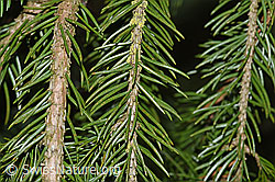Foto: Gewöhnliche Fichte (Picea abies), Ästchen und Nadeln