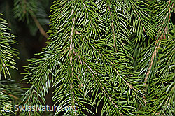 Foto: Gewöhnliche Fichte (Picea abies), Ästchen und Nadeln