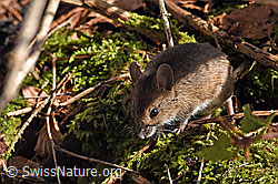Waldmaus (Apodemus sylvaticus) (F178245) Waldmaus (Apodemus sylvaticus) (F178245)
