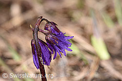 Grosses Alpenglöckchen (Soldanella alpina) (F181664) Grosses Alpenglöckchen (Soldanella alpina) (F181664)