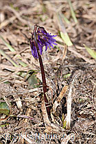 Grosses Alpenglöckchen (Soldanella alpina) (F181665) Grosses Alpenglöckchen (Soldanella alpina) (F181665)