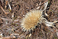 Silberdistel (Carlina acaulis ssp. caulescens) (F181666) Silberdistel (Carlina acaulis ssp. caulescens) (F181666)