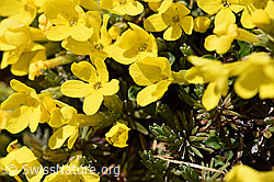 Foto: Goldprimel (Androsace vitaliana)