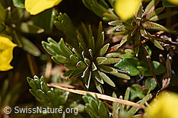 Foto: Goldprimel (Androsace vitaliana)
