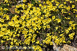 Foto: Goldprimel (Androsace vitaliana)