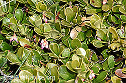Foto: Immergrüne Bärentraube (Arctostaphylos uva-ursi)