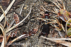 Foto: Zweipunkt-Ohrwurm (Anechura bipunctata)