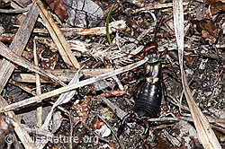 Foto: Zweipunkt-Ohrwurm (Anechura bipunctata)