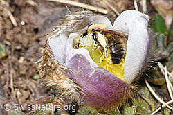 Foto: Erzfarbene Düstersandbiene (Andrena nigroaenea) in Frühlings-Anemone (Pulsatilla vernalis)