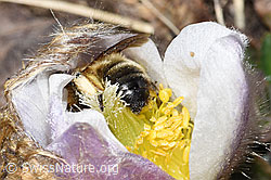 Foto: Erzfarbene Düstersandbiene (Andrena nigroaenea) in Frühlings-Anemone (Pulsatilla vernalis)