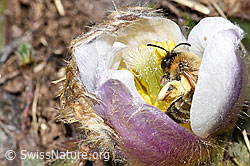 Foto: Erzfarbene Düstersandbiene (Andrena nigroaenea) in Frühlings-Anemone (Pulsatilla vernalis)