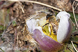 Foto: Erzfarbene Düstersandbiene (Andrena nigroaenea) an Frühlings-Anemone (Pulsatilla vernalis)