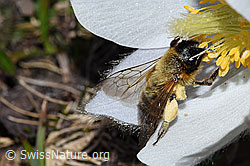 Foto: Erzfarbene Düstersandbiene (Andrena nigroaenea) an Frühlings-Anemone (Pulsatilla vernalis)