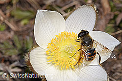 F182100: Mistbiene (Eristalis tenax) auf Frühlings-Anemone (Pulsatilla vernalis)