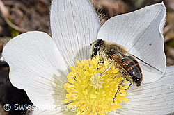 F182103: Mistbiene (Eristalis tenax) auf Frühlings-Anemone (Pulsatilla vernalis)