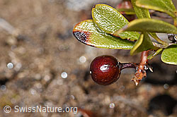 Foto: Immergrüne Bärentraube (Arctostaphylos uva-ursi)