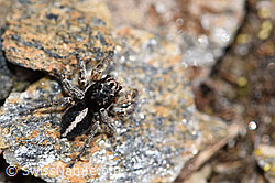V-Fleck-Springspinne (Aelurillus v-insignitus) (30.05.2021, F182111)