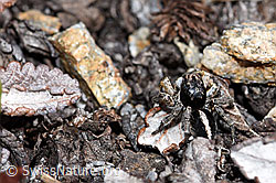 V-Fleck-Springspinne (Aelurillus v-insignitus) (F182113)