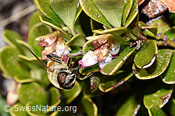Foto: Mistbiene (Eristalis tenax) an Immergrüner Bärentraube (Arctostaphylos uva-ursi)