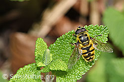Foto: Totenkopfschwebfliege (Myathropa florea)