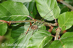 Foto: Gemeiner Gebirgsweberknecht (Mitopus morio)