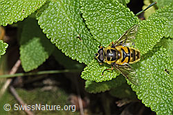 Foto: Totenkopfschwebfliege (Myathropa florea)