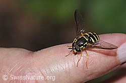Foto: Gemeine Wespenschwebfliege (Chrysotoxum cautum)
