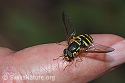 Foto: Gemeine Wespenschwebfliege (Chrysotoxum cautum)