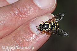 Foto: Gemeine Wespenschwebfliege (Chrysotoxum cautum)
