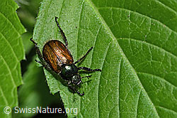 Gartenlaubkäfer (Phyllopertha horticola) (F182842) Gartenlaubkäfer (Phyllopertha horticola) (F182842)